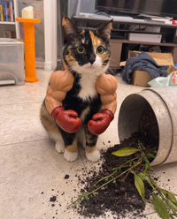 SouthPaw boxing glove cat arms