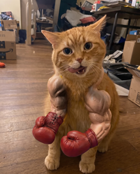SouthPaw boxing glove cat arms