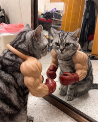 SouthPaw boxing glove cat arms